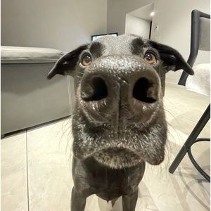 Meet your Posher, Kris